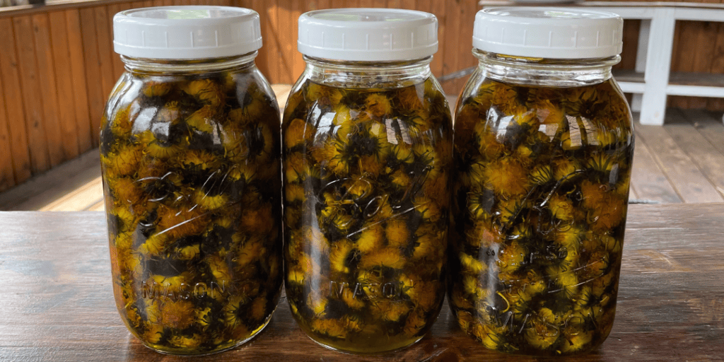 dandelion infused oil