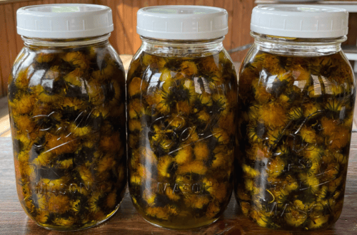 dandelion infused oil