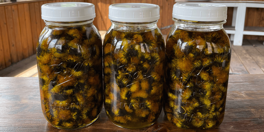 dandelion infused oil
