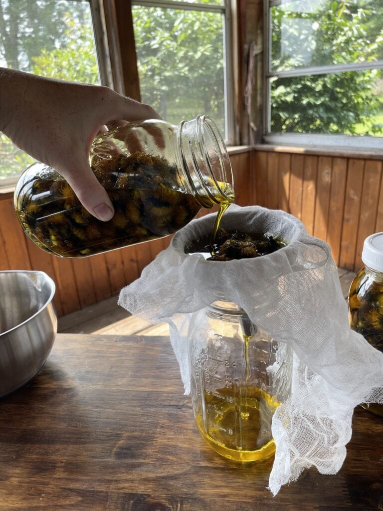 olive oil infused with dandelions