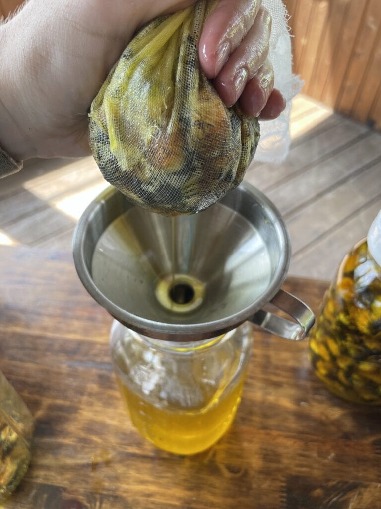 squeezing dandelions to get the oil out