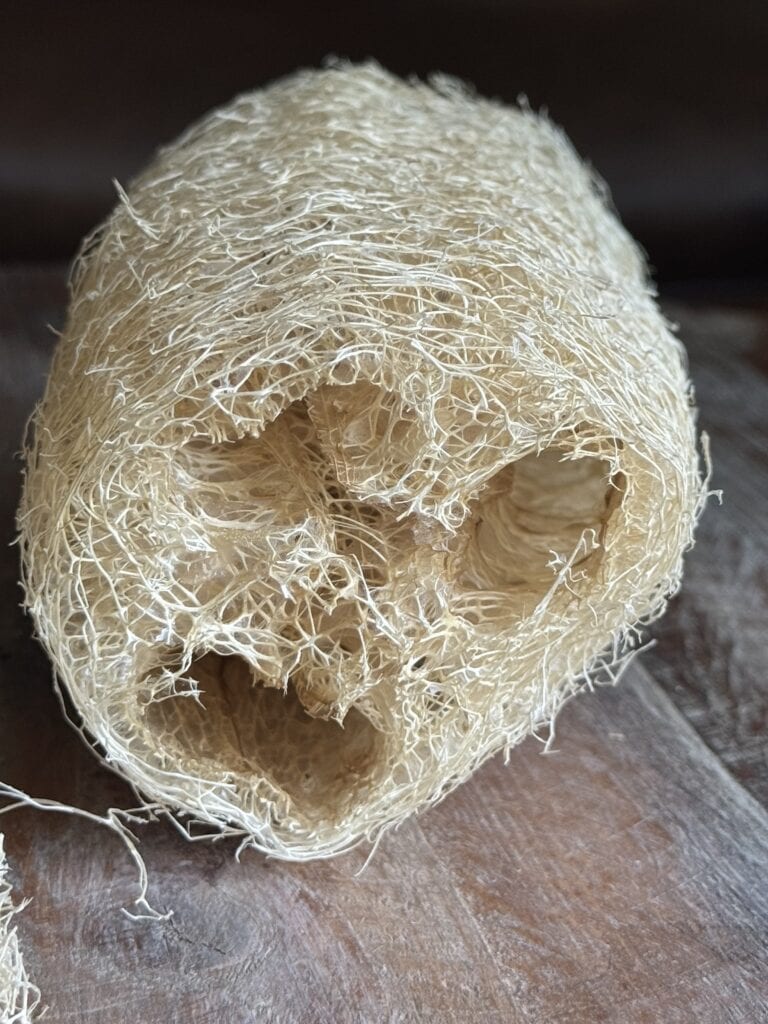 Grow Loofah Sponges