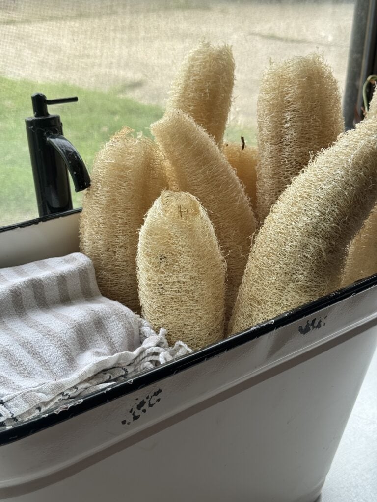 Grow Loofah to use all year