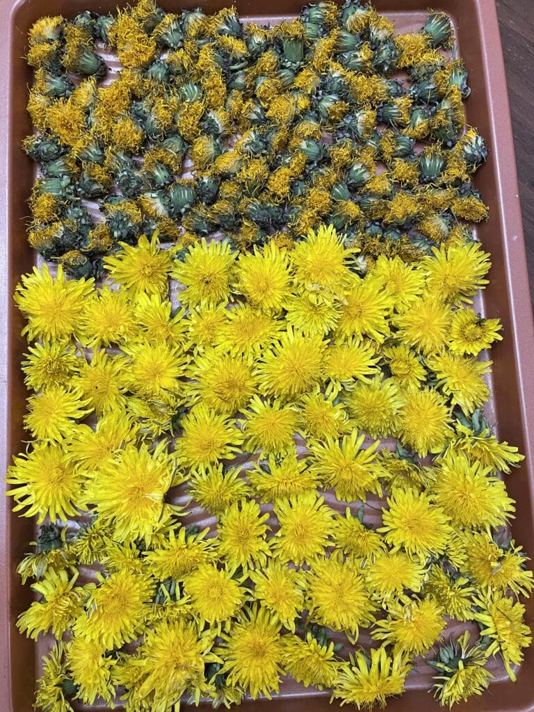 dried and fresh dandelions