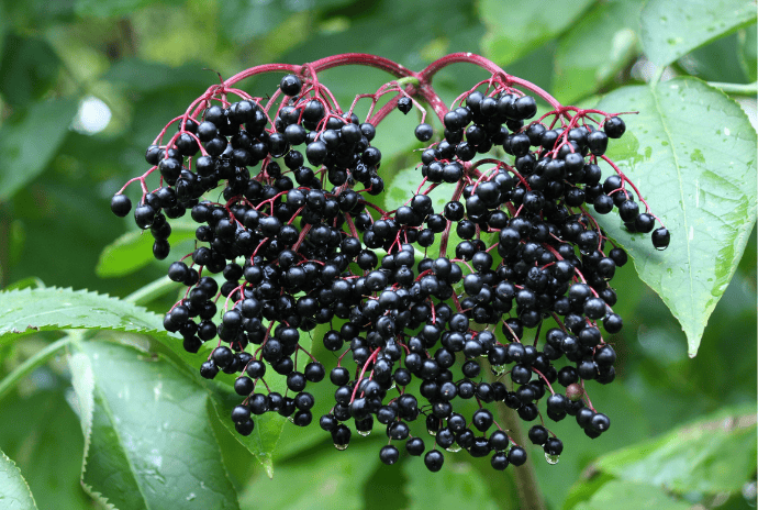 elderberries