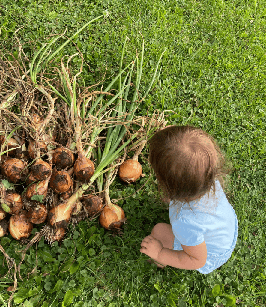 onions from the garden