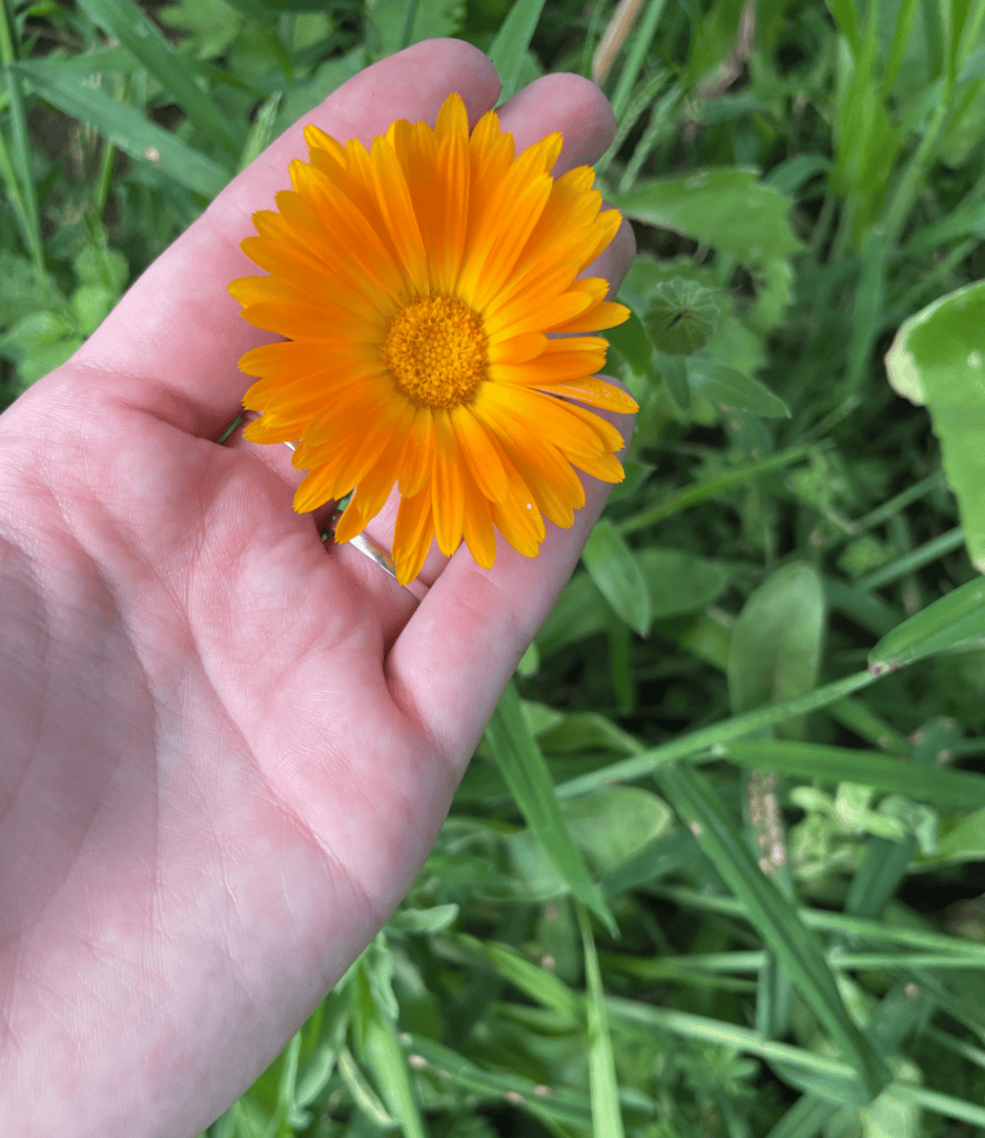 how to dry calendula