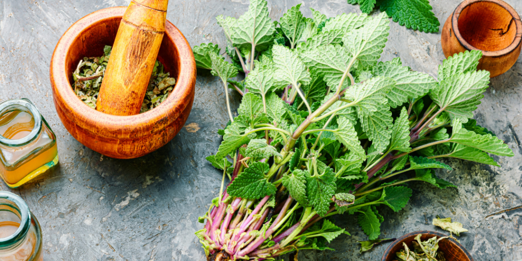 lemon balm, lemon balm-infused oil