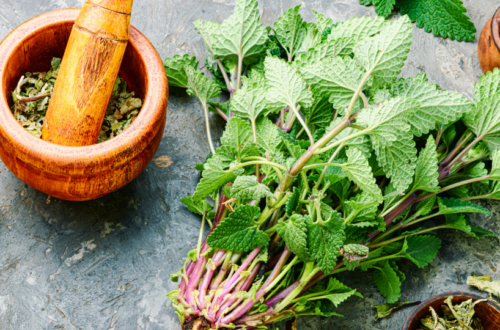 lemon balm, lemon balm-infused oil