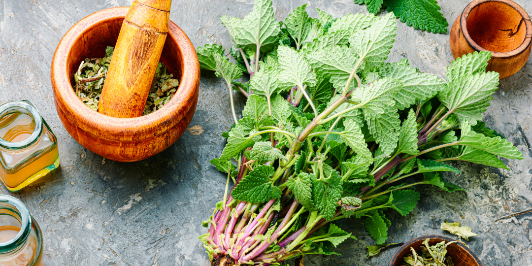 lemon balm, lemon balm-infused oil