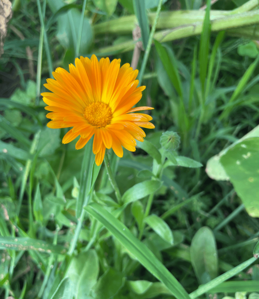 how to dry calendula