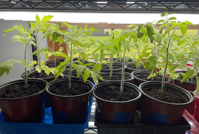 start seeds indoors in zone 5