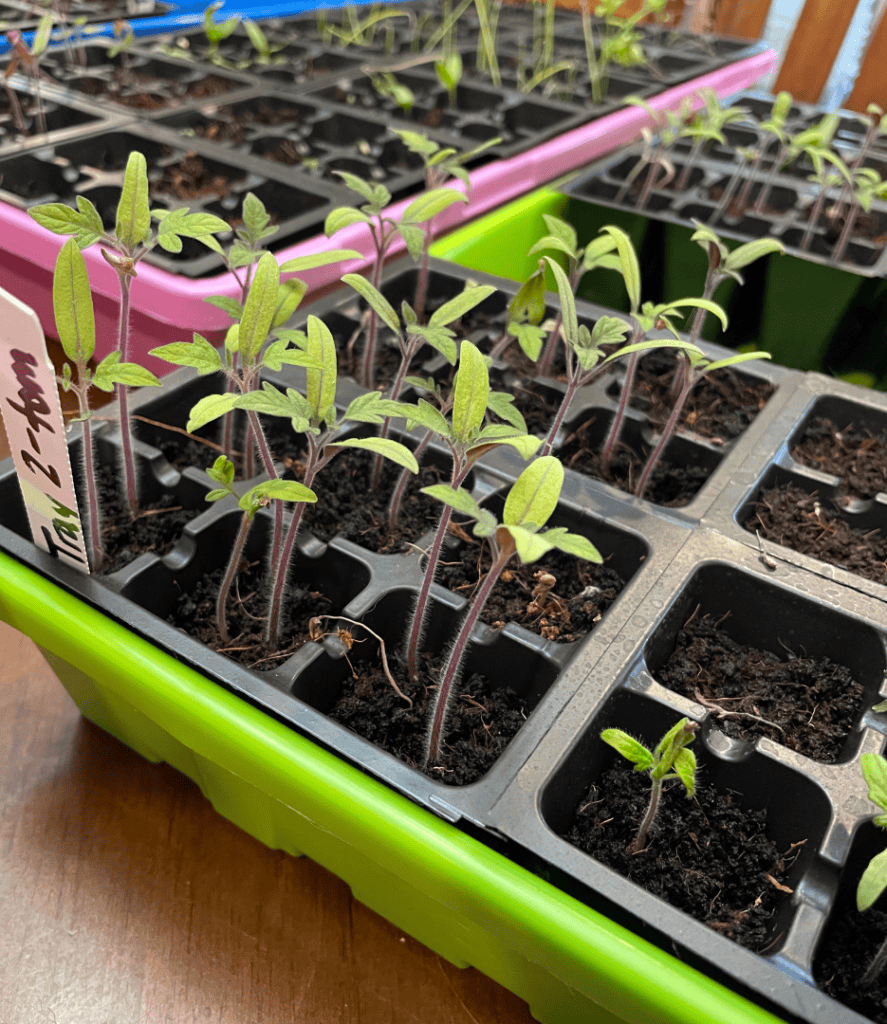 start seeds indoors in zone 5