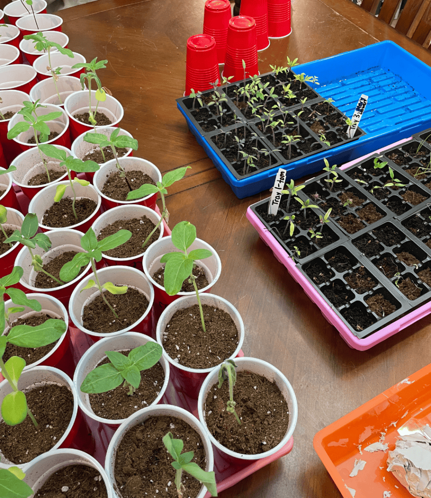 start seeds indoors in zone 5