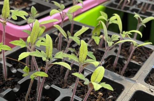 start seeds indoors in zone 5