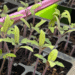 start seeds indoors in zone 5