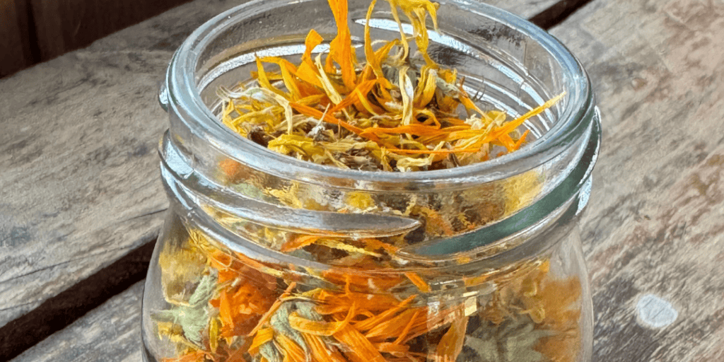 dried calendula