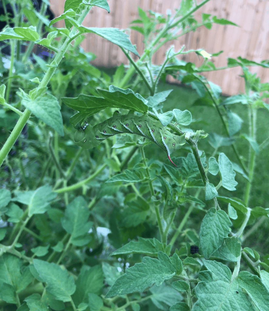 hornworm on tomato plant