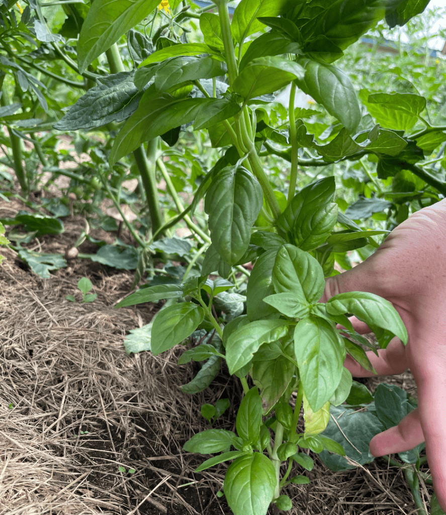 basil, Companion Plants for Tomatoes