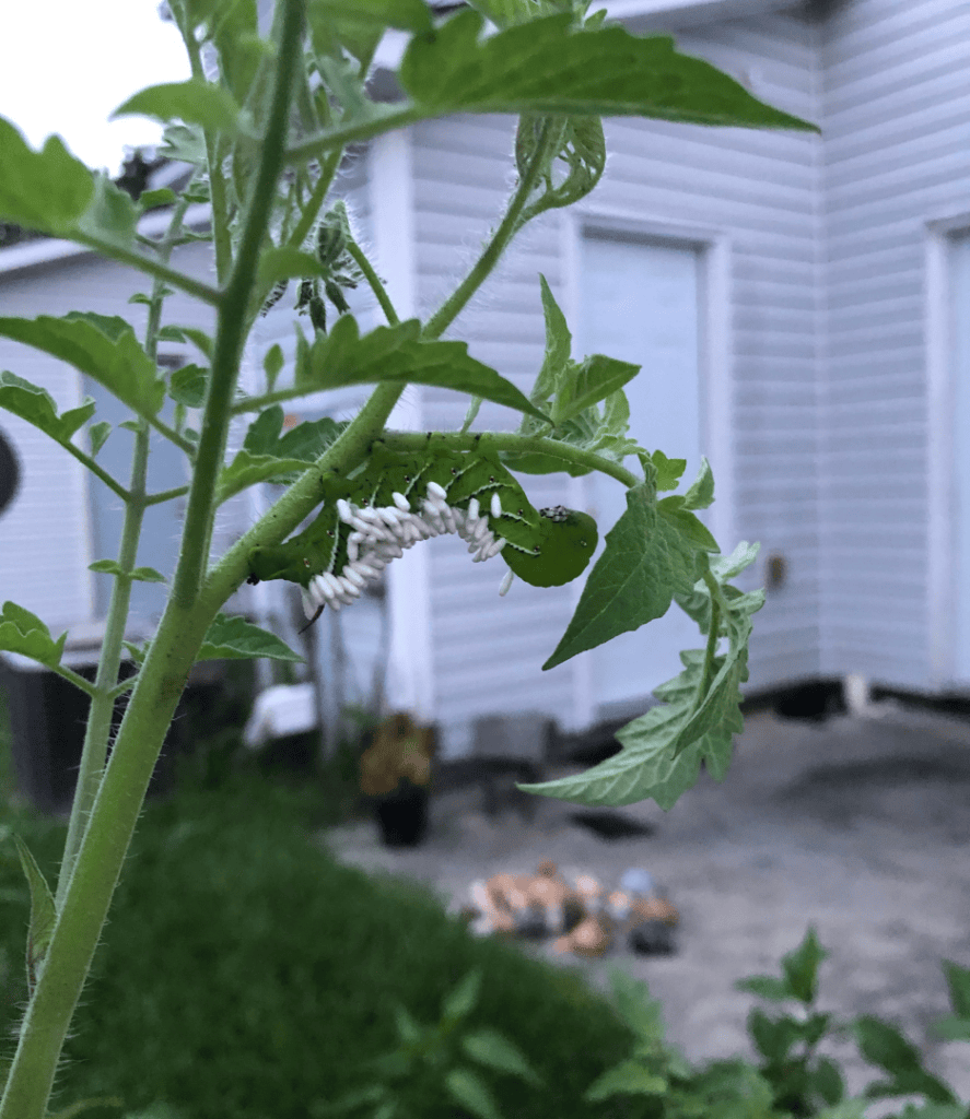 hornworm with wasp eggs