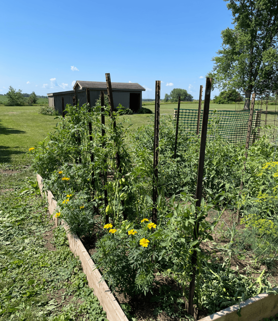 marigolds next to tomatoes, Companion Plants for Tomatoes