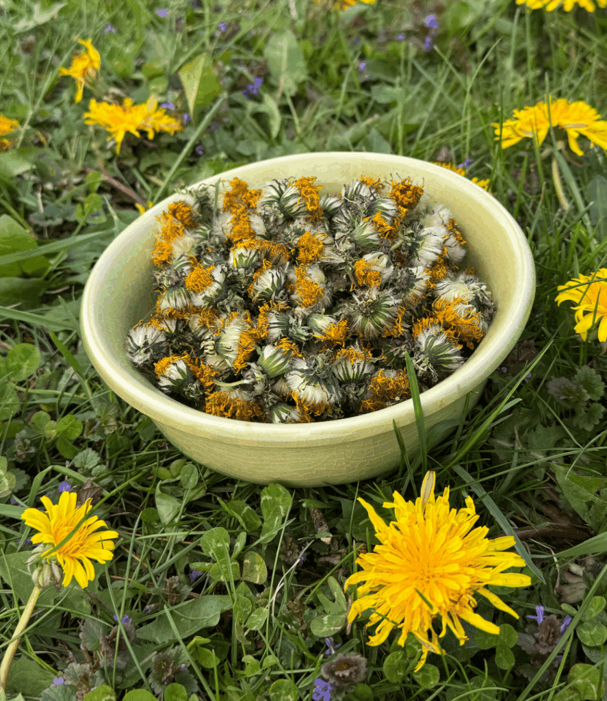 dried dandelions