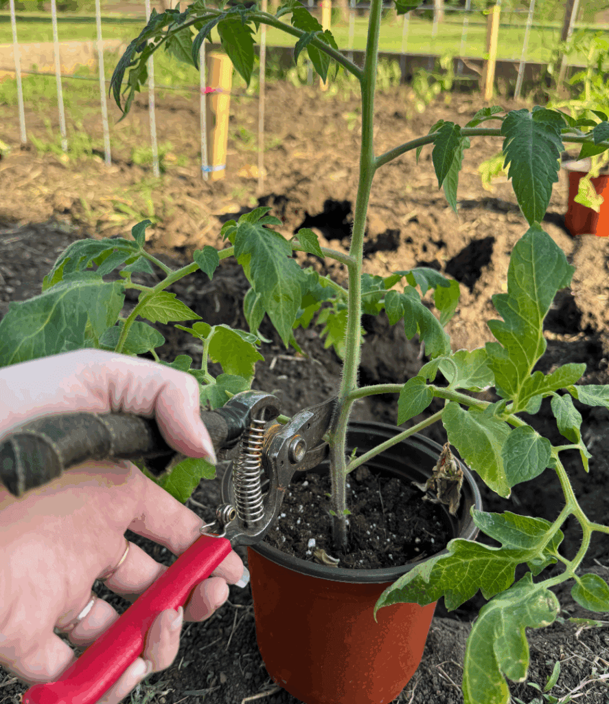 cutting off lower branches of tomato seedling