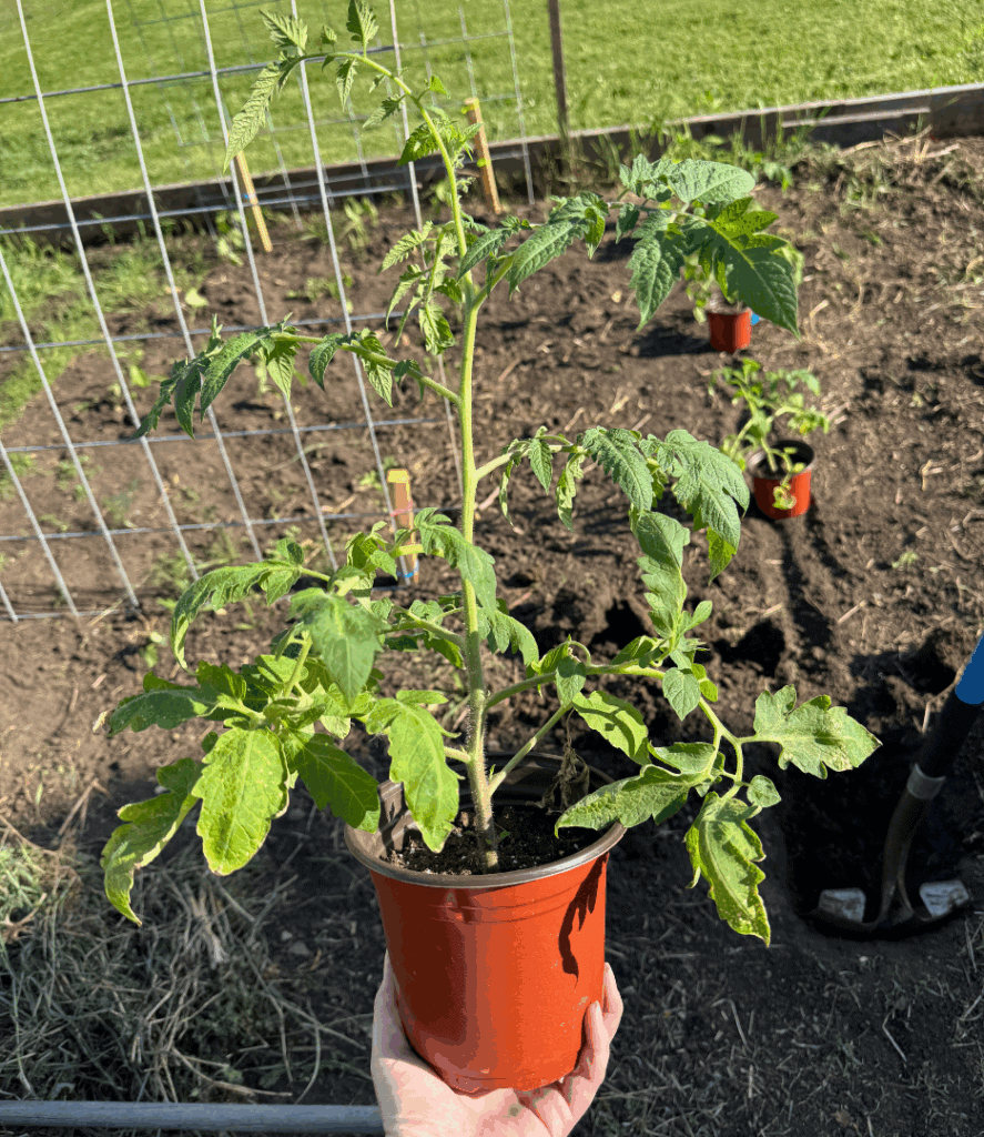 tomato seedling in pot