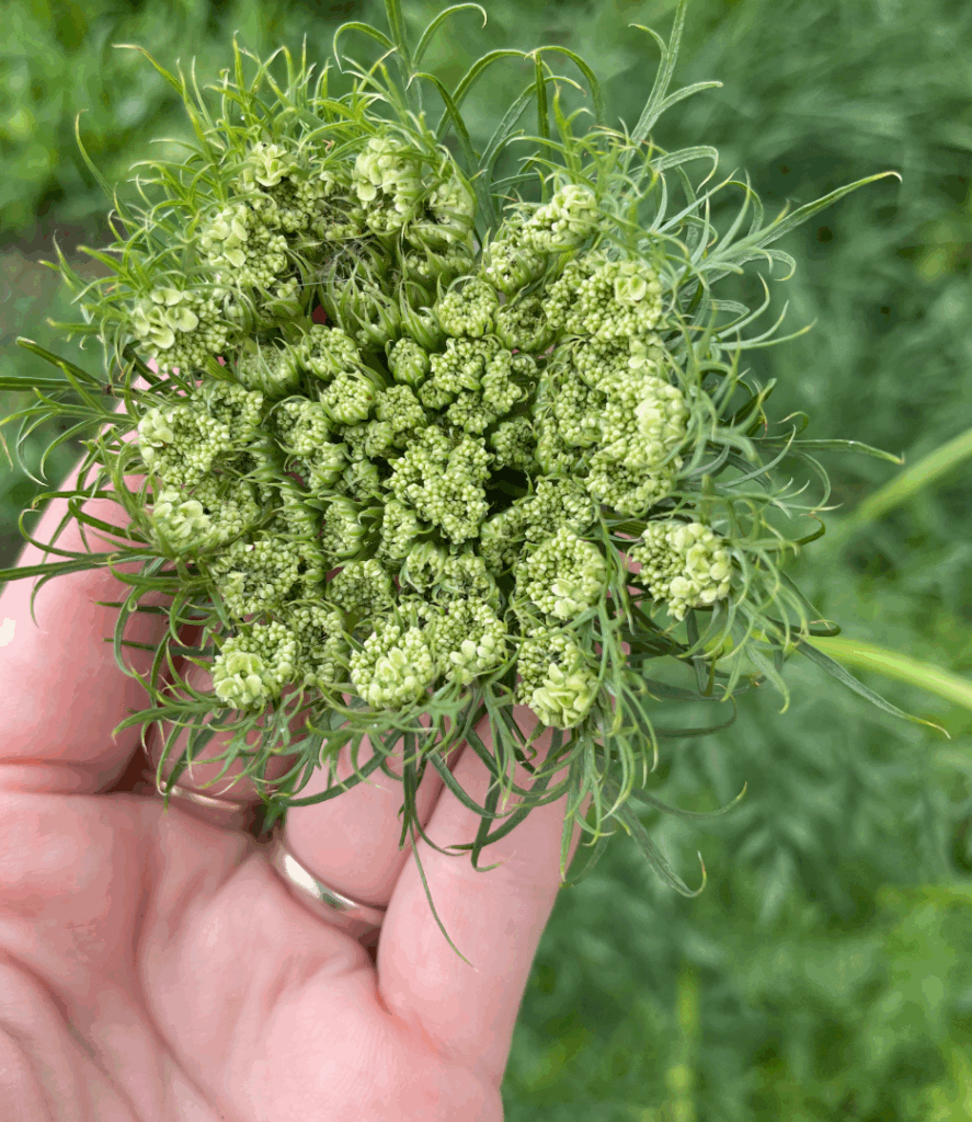 young carrot flower