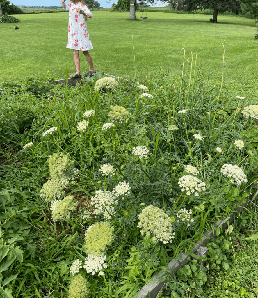 carrot plant, carrot flowers