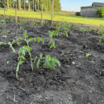 how to transplant tomato seedlings into the garden