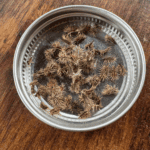 carrot seeds in a small lid