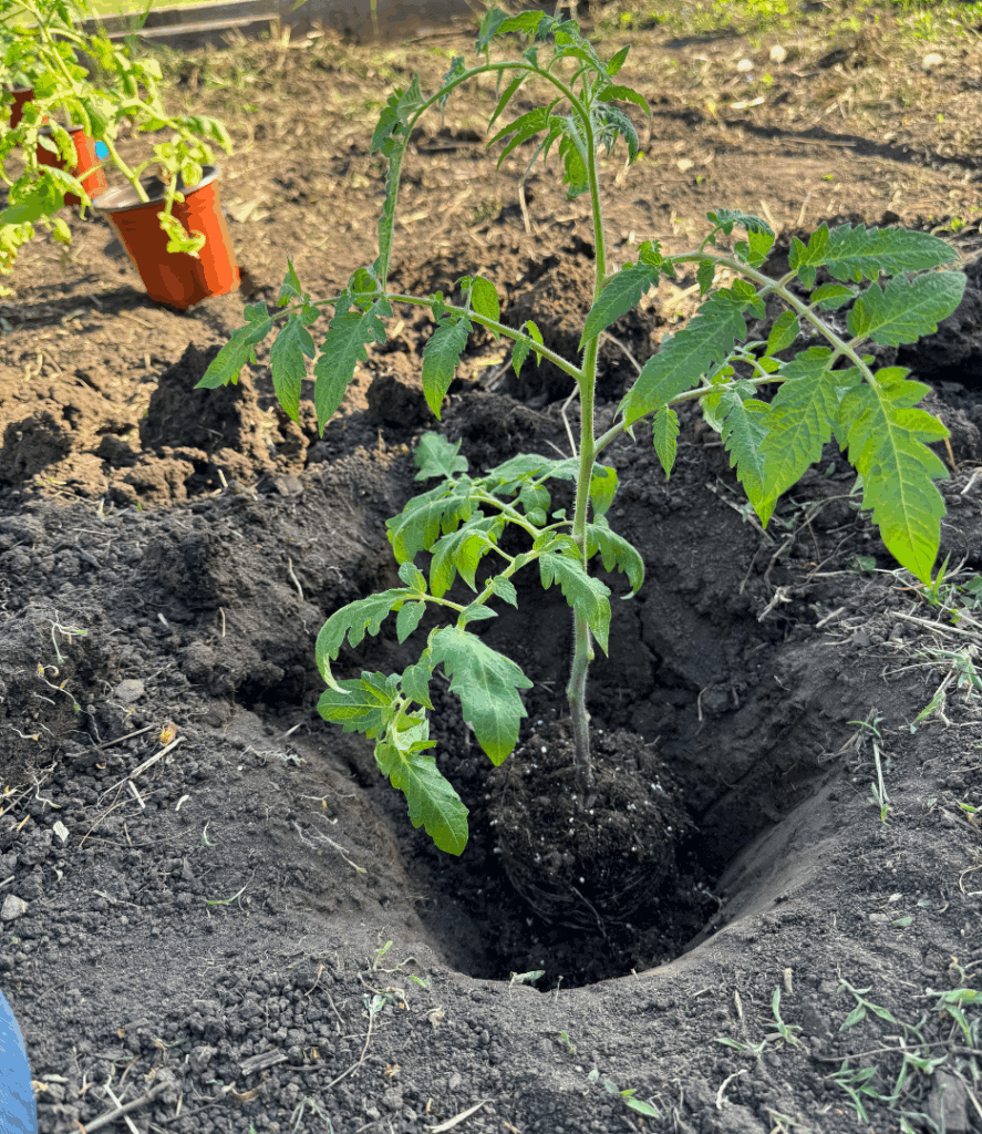 transplant tomato seedling