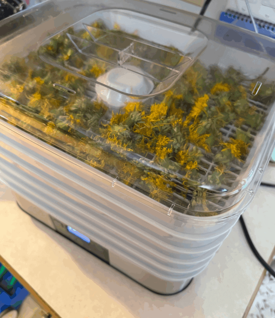 dehydrating dandelions