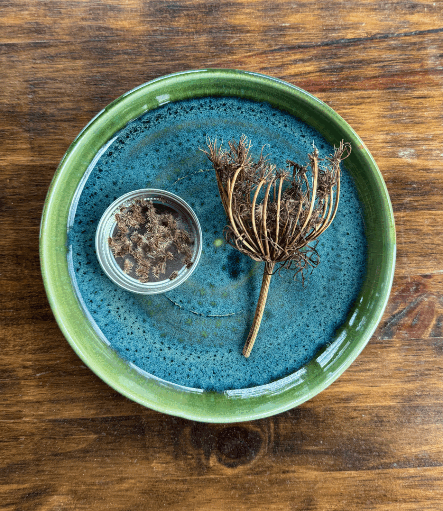 carrot seeds, dried seed pod