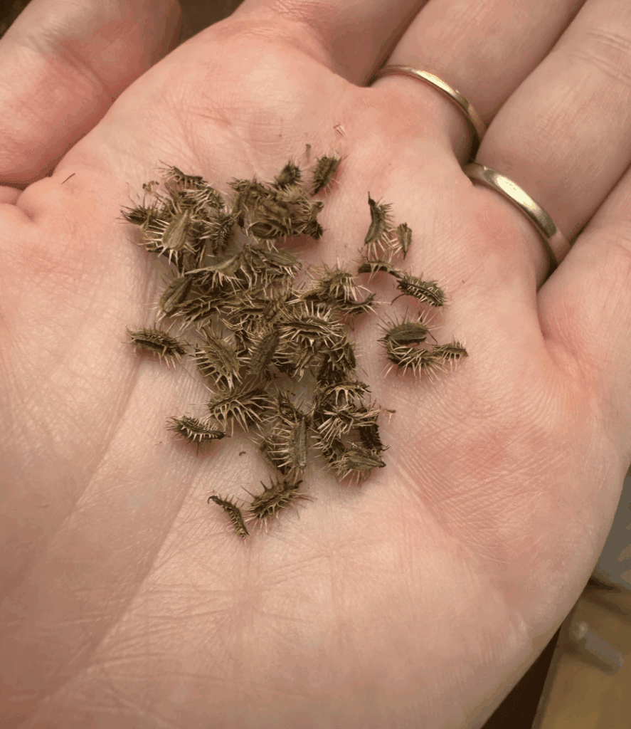 carrot seeds