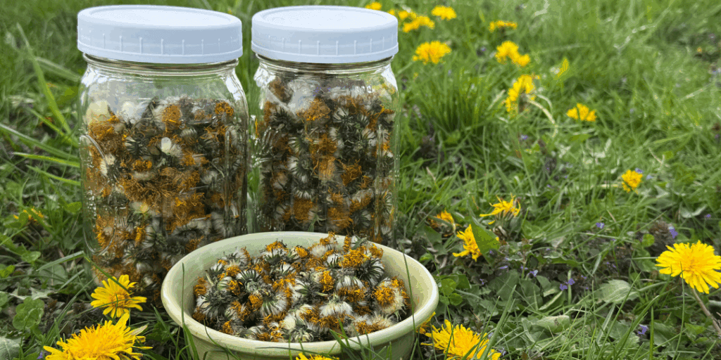 how to dry dandelions