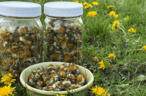 how to dry dandelions