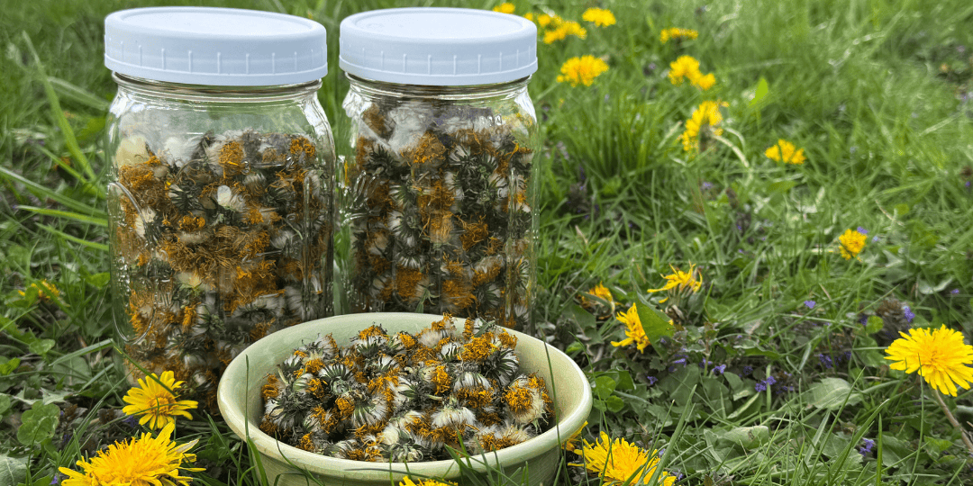 how to dry dandelions