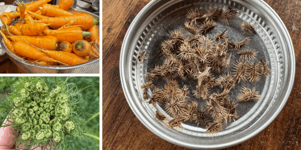 how to save carrot seeds