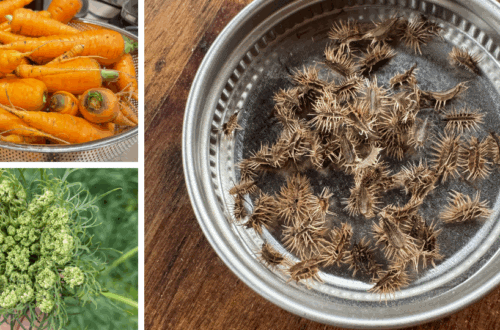 how to save carrot seeds