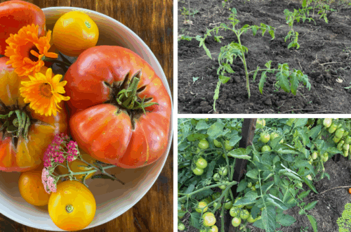 how to transplant tomatoes into the garden