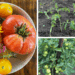 how to transplant tomatoes into the garden