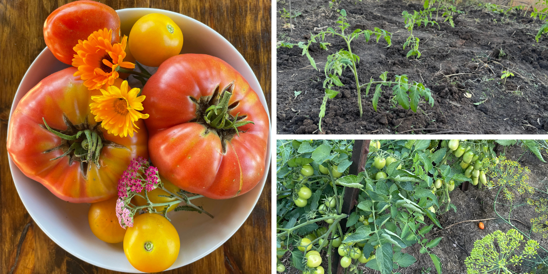 how to transplant tomatoes into the garden