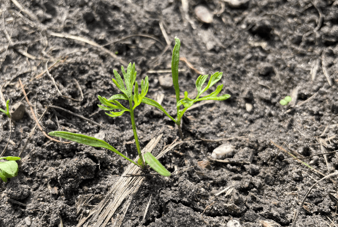 carrot seedling