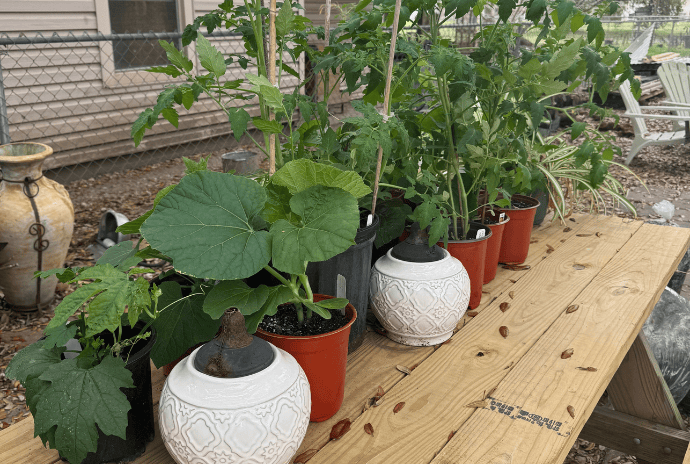 hardening-off plants outside