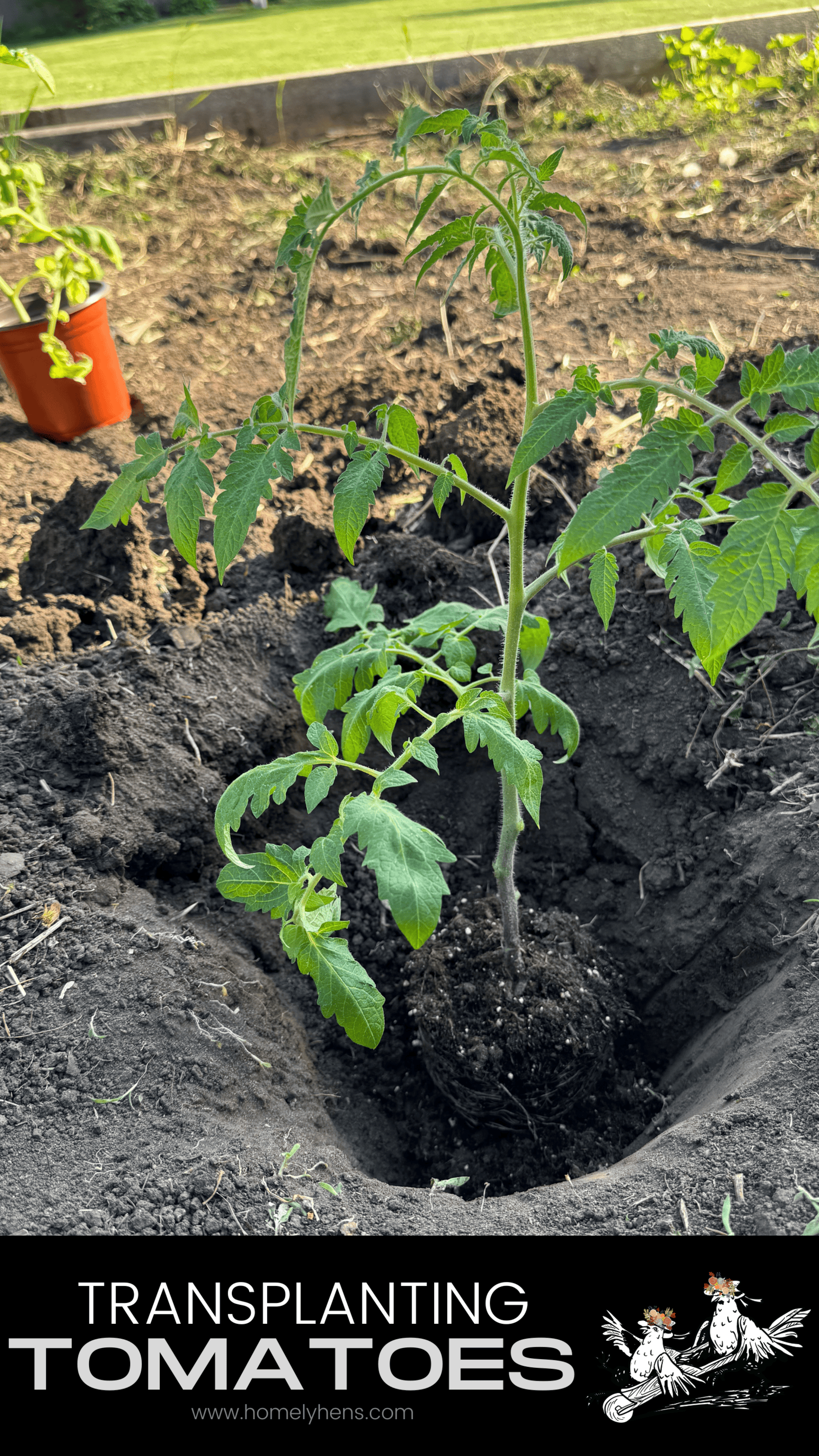 transplant tomatoes into the garden