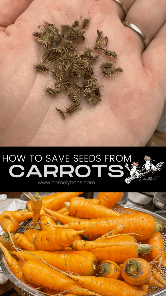 how to save carrot seeds