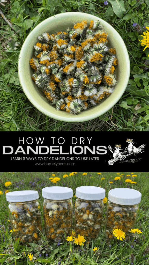 how to dry dandelions