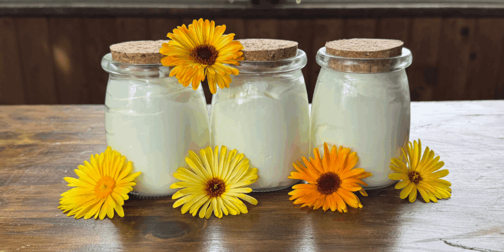 homemade calendula tallow baby balm with freshly picked calendula flowers